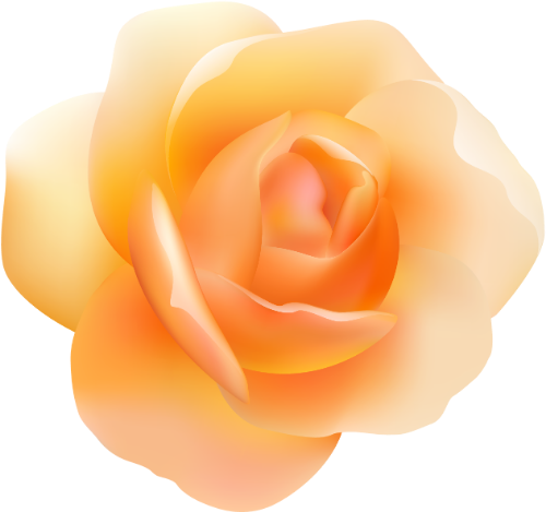 Hoa hồng, hoa, flower, rose, rose flower, hoa hồng cam,orange