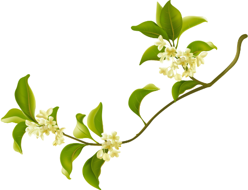 Hoa, flower, lá, leaf, lá cây, cành cây, nhành cây