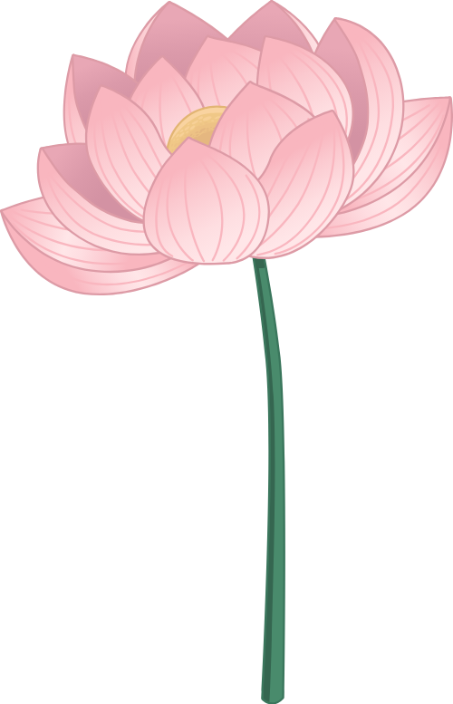 Hoa sen, hoa, flower, lotus