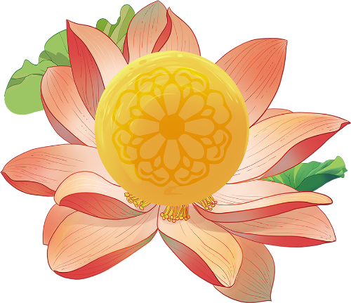 Hoa sen, hoa, flower, lotus, trung thu, mid autumn
