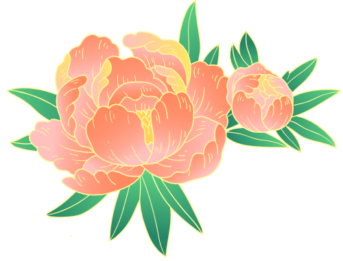 Hoa mẫu đơn, hoa, peony, flower, trung thu, mid autumn, gradient