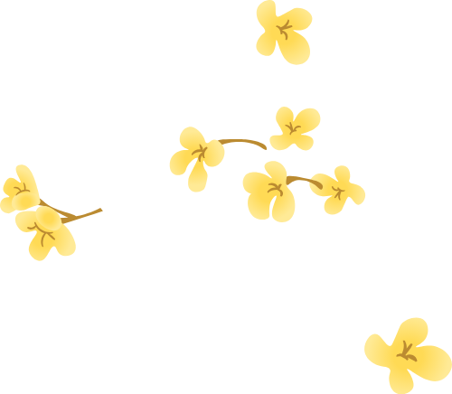Hoa, flower, hoa mai, mùa xuân, xuân, tết 4