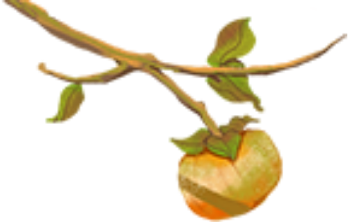 Cây, cành cây, trái hồng, tree, branch, persimmon