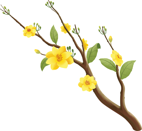 Mai, hoa mai,  apricot blossom
