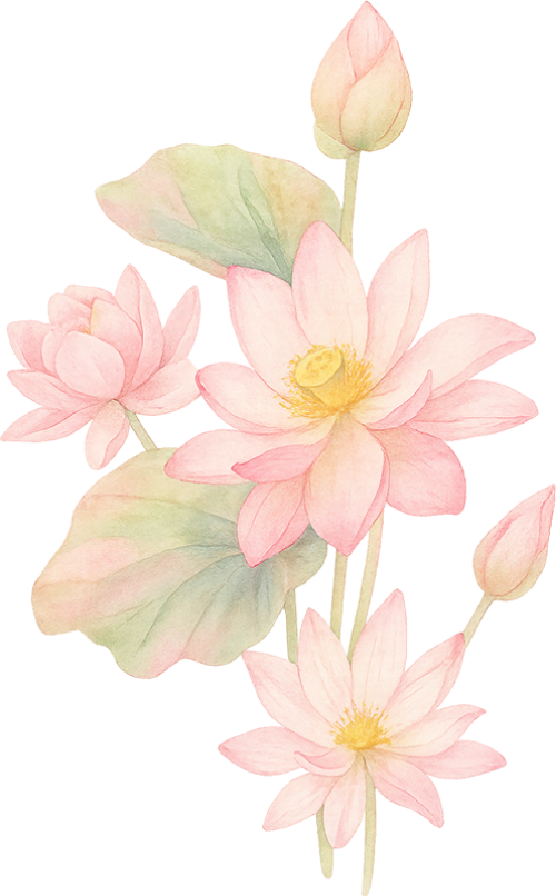 Sen, hoa sen, lotus, hoa, flower 5