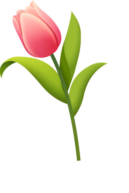 Hoa, tulip, flower, lá, leaves