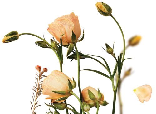 Hoa, hoa hồng, hoa lá, flower, rose, rose flower, leaf, lá cây, cánh hoa 1
