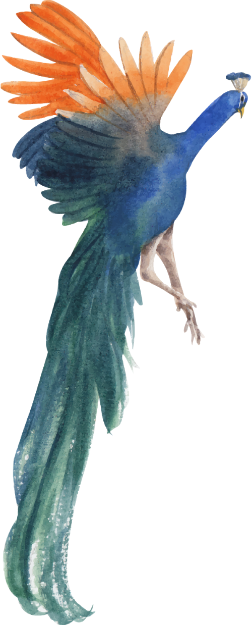 Con công, chim, màu nước, peacock, birds, watercolors