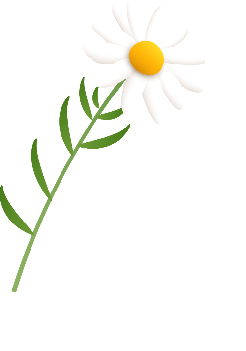 Hoa, hoa cúc, chrysanthemum, daisy, flower, lá, leaves