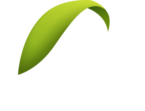 Lá, leaves, tulip