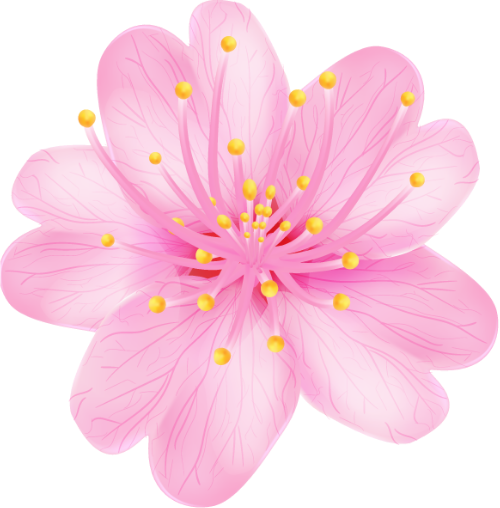 Hoa đào, hoa anh đào, cherry blossom, flower, hoa, pink