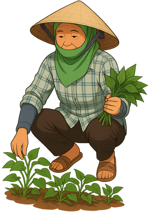 Bà cụ, hái rau, phụ nữ, rau, nón lá, old woman, picking vegetables, woman, vegetables, conical hat