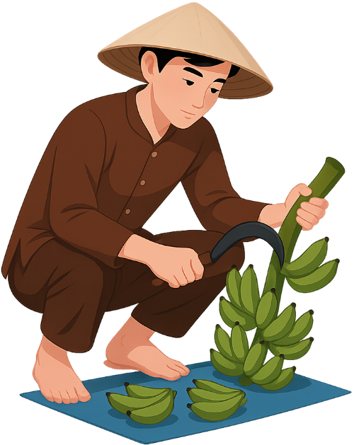 Chàng trai, cắt, đàn ông, buồng chuối, chuối, nón lá, tấm bạt, young man, cutting, man, banana bunch, banana, conical hat, tarp