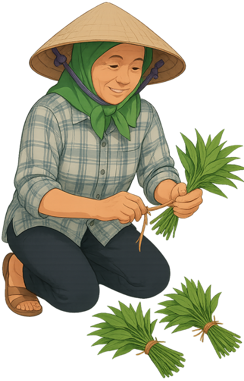 Bà cụ, buộc rau, phụ nữ, rau, nón lá, old woman, tying vegetables, woman, vegetables, conical hat