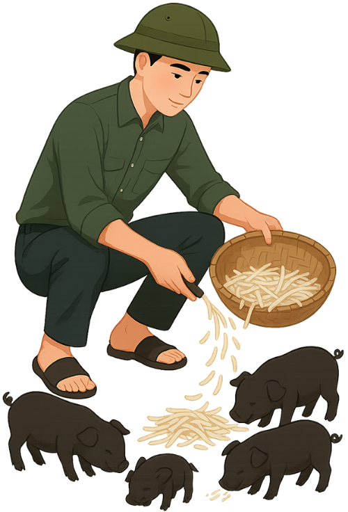 Chàng trai, cho ăn, đàn ông, chuối thái sợi, heo con, young man, feeding, man, shredded banana, piglet