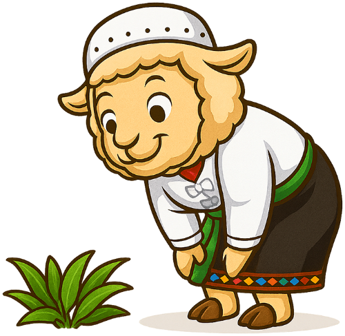 Cừu, nhìn chăm chú, vui vẻ, trang phục dân tộc, cỏ, dễ thương, sheep, staring intently, cheerful, ethnic costume, grass, cute