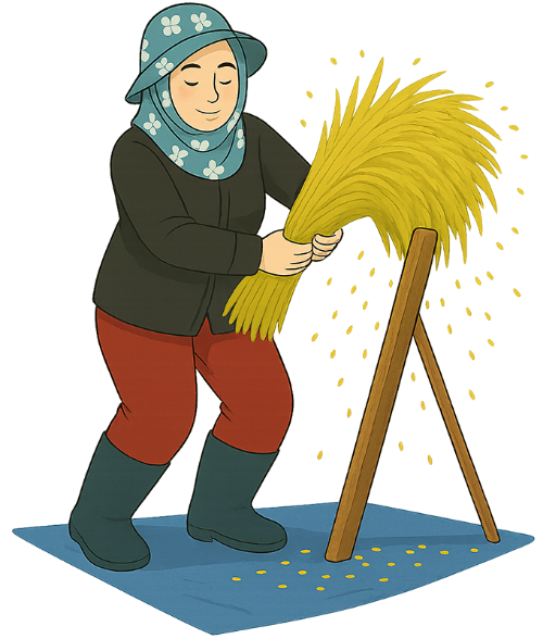 Cô gái, đập lúa, phụ nữ, vui vẻ, bó lúa, ván gỗ, tấm bạt, girl, threshing rice, woman, cheerful, rice bundle, wooden plank, tarp