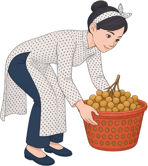 Cô gái, bê đồ, phụ nữ, áo dài, long nhãn, rổ nhựa, young woman, carrying goods, woman, traditional Vietnamese dress (áo dài), longan, plastic basket