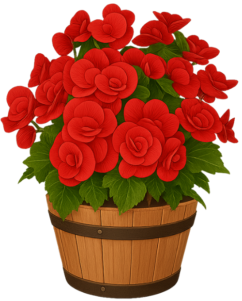Cây hoa hồng, hoa đỏ, cây cảnh, chậu xanh, hoa, nụ hoa, lá xanh, rose plant, red flower, potted plant, green pot, flower, flower bud, green leaves 6