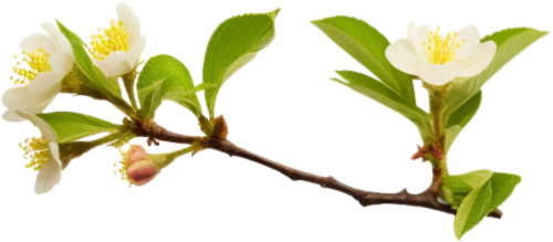 Hoa mai, hoa, nhánh hoa, cành hoa, ngày tết, mùa xuân, màu trắng, apricot blossom, flower, branch, twig, tet, spring, white 7