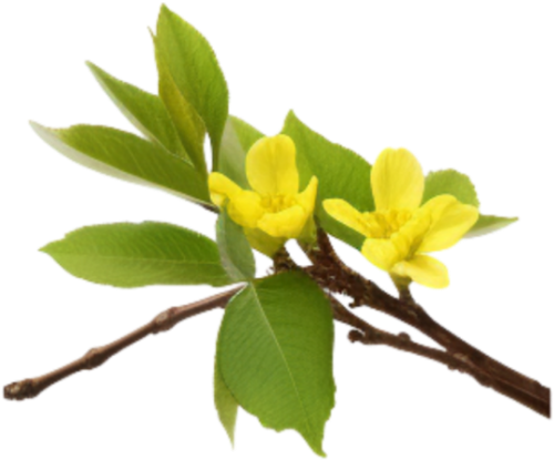 Hoa mai, hoa, nhánh hoa, cành hoa, ngày tết, mùa xuân, màu vàng, may flower, flower, branch, twig, tet, spring, yellow