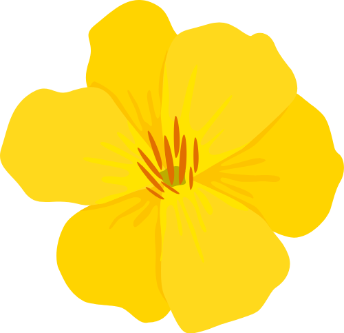 Hoa mai, hoa, màu vàng, tết, mùa xuân, cánh hoa, nhụy hoa, yellow apricot blossom, flower, yellow, tet, spring, petals, stamen 1