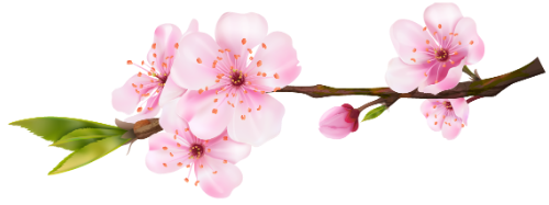 Hoa đào, hoa, nhánh hoa, cành hoa, ngày tết, mùa xuân, màu hồng, peach blossom, flower, branch, twig, tet, spring, pink 4 6 3