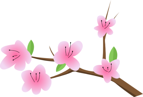 Hoa đào, cành đào, hoa hồng, tết nguyên đán, miền bắc, mùa xuân, truyền thống, peach blossom, pink flower, lunar new year, spring, branch, traditional, vietnamese tet, cherry blossom
