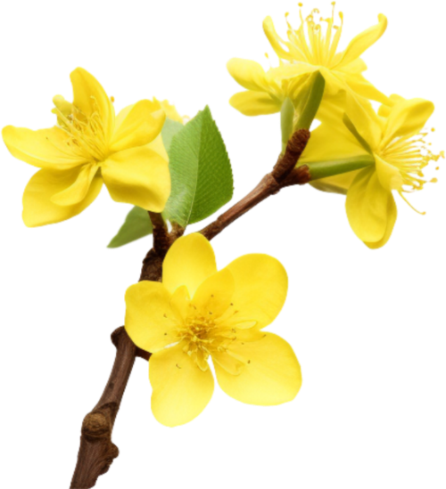 Hoa mai, hoa, nhánh hoa, cành hoa, ngày tết, mùa xuân, màu vàng, may flower, flower, branch, twig, tet, spring, yellow
