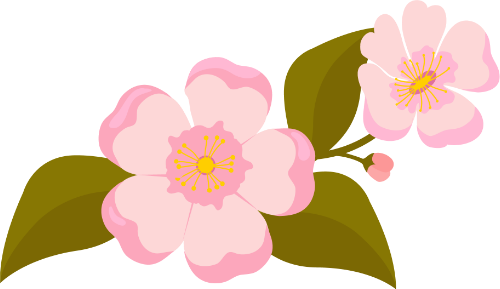 Hoa anh đào, hoa, màu hồng, lá xanh, mùa xuân, thiên nhiên, cánh hoa, nhị vàng, Cherry blossom, flower, pink, green leaves, spring, nature, petal, yellow pollen