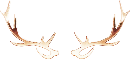 Tuần lộc, nai, hươu, deer, sừng, giáng sinh, christmas
