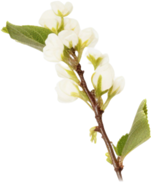 Hoa mai, hoa, nhánh hoa, cành hoa, ngày tết, mùa xuân, màu trắng, apricot blossom, flower, branch, twig, tet, spring, white 7
