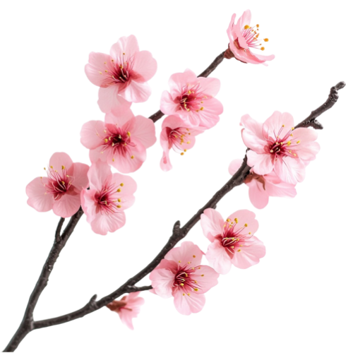 Hoa đào, hoa, nhánh hoa, cành hoa, ngày tết, mùa xuân, màu hồng, peach blossom, flower, branch, twig, tet, spring, pink 2