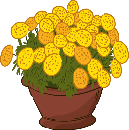 Hoa vạn thọ, vạn thọ, hoa, flower, tết, xuân