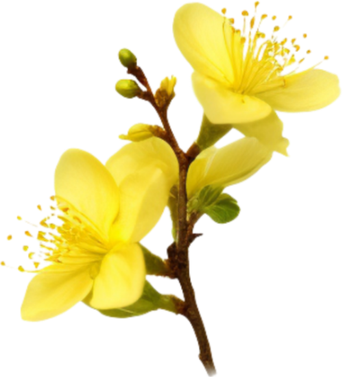 Hoa mai, hoa, nhánh hoa, cành hoa, ngày tết, mùa xuân, màu vàng, may flower, flower, branch, twig, tet, spring, yellow