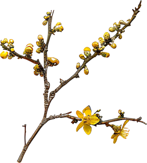 Hoa mai, hoa, nhánh hoa, cành hoa, ngày tết, mùa xuân, màu trắng, apricot blossom, flower, branch, twig, tet, spring, white 5
