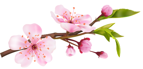 Hoa đào, hoa, nhánh hoa, cành hoa, ngày tết, mùa xuân, màu hồng, peach blossom, flower, branch, twig, tet, spring, pink 4 6 2
