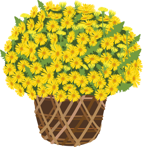 Chậu hoa cúc, hoa cúc vàng, sọt tre, trang trí tết, mùa xuân, hoa vàng, chrysanthemum pot, yellow daisy, bamboo basket, tet decoration, spring, yellow flower