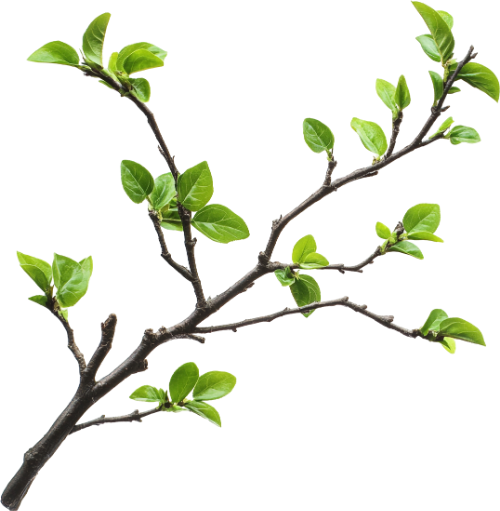 Nhành cây, lá, cây xanh, cành cây, ngoài trời, thiên nhiên, màu xanh lá, tree branch, leaves, green plant, twig, outdoor, nature, green