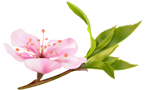Hoa đào, hoa, nhánh hoa, cành hoa, ngày tết, mùa xuân, màu hồng, peach blossom, flower, branch, twig, tet, spring, pink 4 6 4