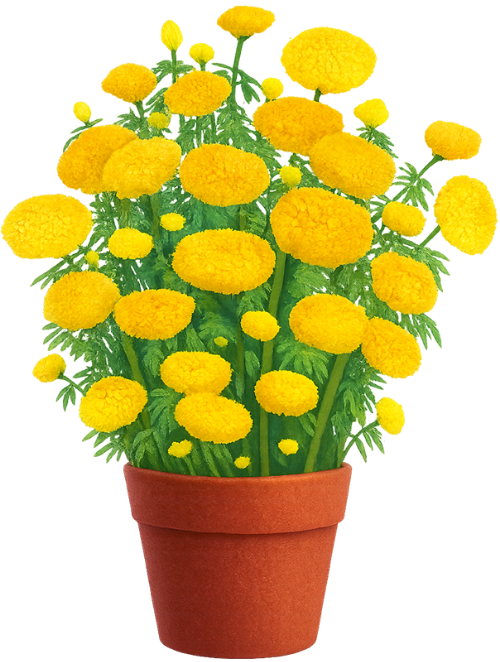 Chậu hoa cúc, hoa cúc vạn thọ, hoa vàng, chậu cây, tết, mùa xuân, hoa, cây, pot of chrysanthemum, marigold flower, yellow flower, plant pot, tet, spring, flower, plant