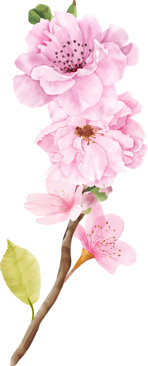Hoa đào, hoa, nhánh hoa, cành hoa, ngày tết, mùa xuân, màu hồng, peach blossom, flower, branch, twig, tet, spring, pink 4