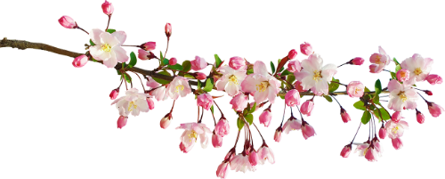 Hoa đào, hoa, nhánh hoa, cành hoa, ngày tết, mùa xuân, màu hồng, peach blossom, flower, branch, twig, tet, spring, pink 4 7