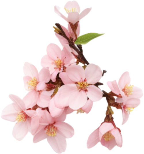 Hoa đào, hoa, nhánh hoa, cành hoa, ngày tết, mùa xuân, màu hồng, peach blossom, flower, branch, twig, tet, spring, pink 4