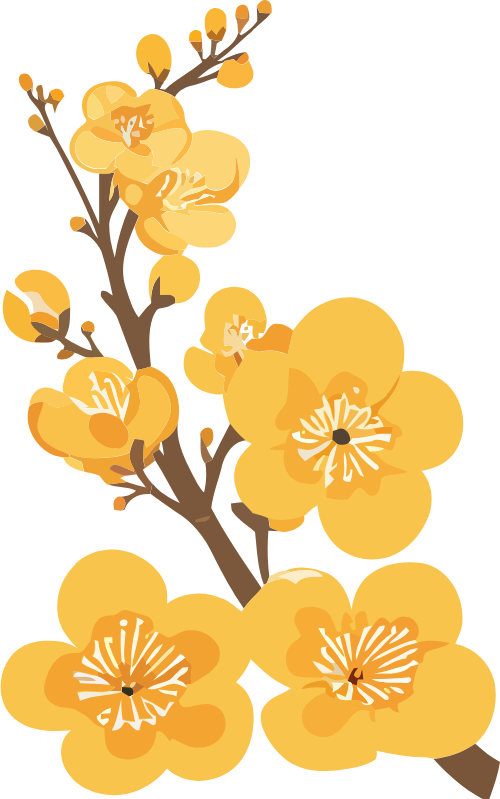 Hoa mai, cành hoa, mùa xuân, tết nguyên đán, hoa vàng, nụ hoa, thực vật, trang trí, apricot blossom, flower branch, spring, lunar new year, yellow flower, bud, plant, decoration