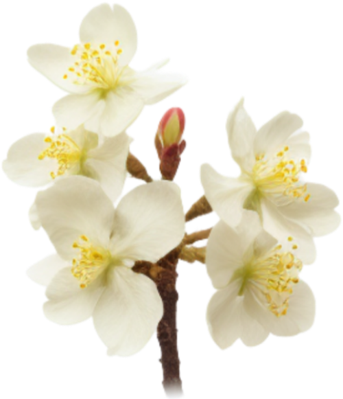 Hoa mai, hoa, nhánh hoa, cành hoa, ngày tết, mùa xuân, màu trắng, apricot blossom, flower, branch, twig, tet, spring, white 8
