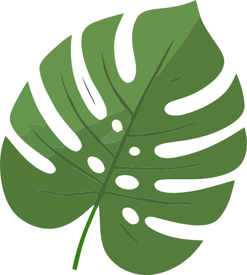 Lá trầu bà nam mỹ, lá, nhiệt đới, màu xanh lá, thiên nhiên, cây cảnh, monstera leaf, leaf, tropical, green, nature, monstera deliciosa 6