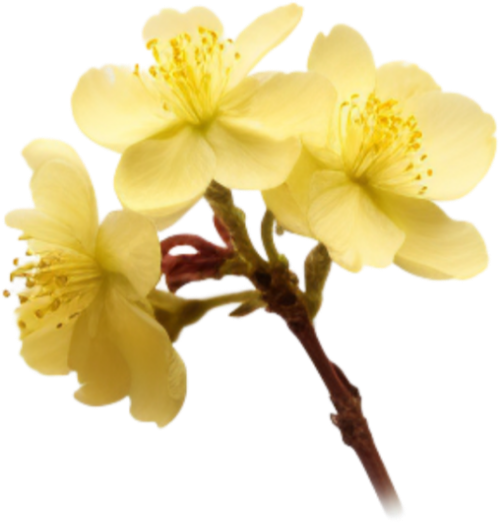 Hoa mai, hoa, nhánh hoa, cành hoa, ngày tết, mùa xuân, màu vàng, may flower, flower, branch, twig, tet, spring, yellow