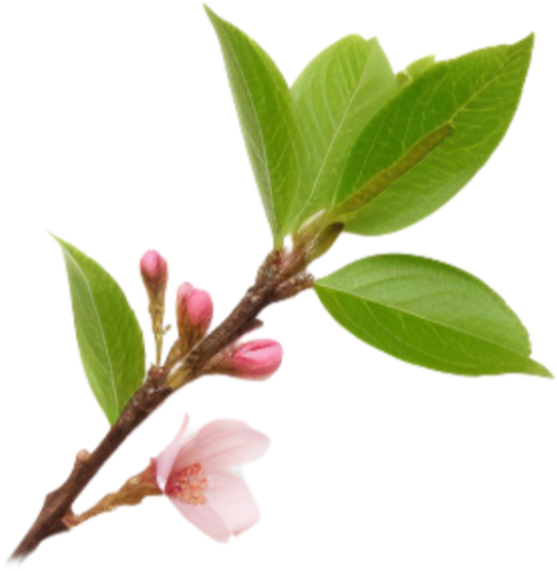 Hoa mai, hoa, nhánh hoa, cành hoa, ngày tết, mùa xuân, màu trắng, apricot blossom, flower, branch, twig, tet, spring, white