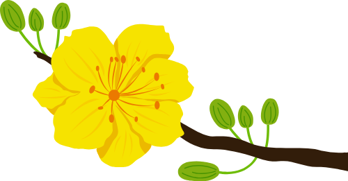 Hoa mai, hoa vàng, tết, nhánh cây, nụ hoa, mùa xuân, truyền thống, việt nam, apricot blossom, yellow flower, tet, branch, buds, spring, traditional, vietnam